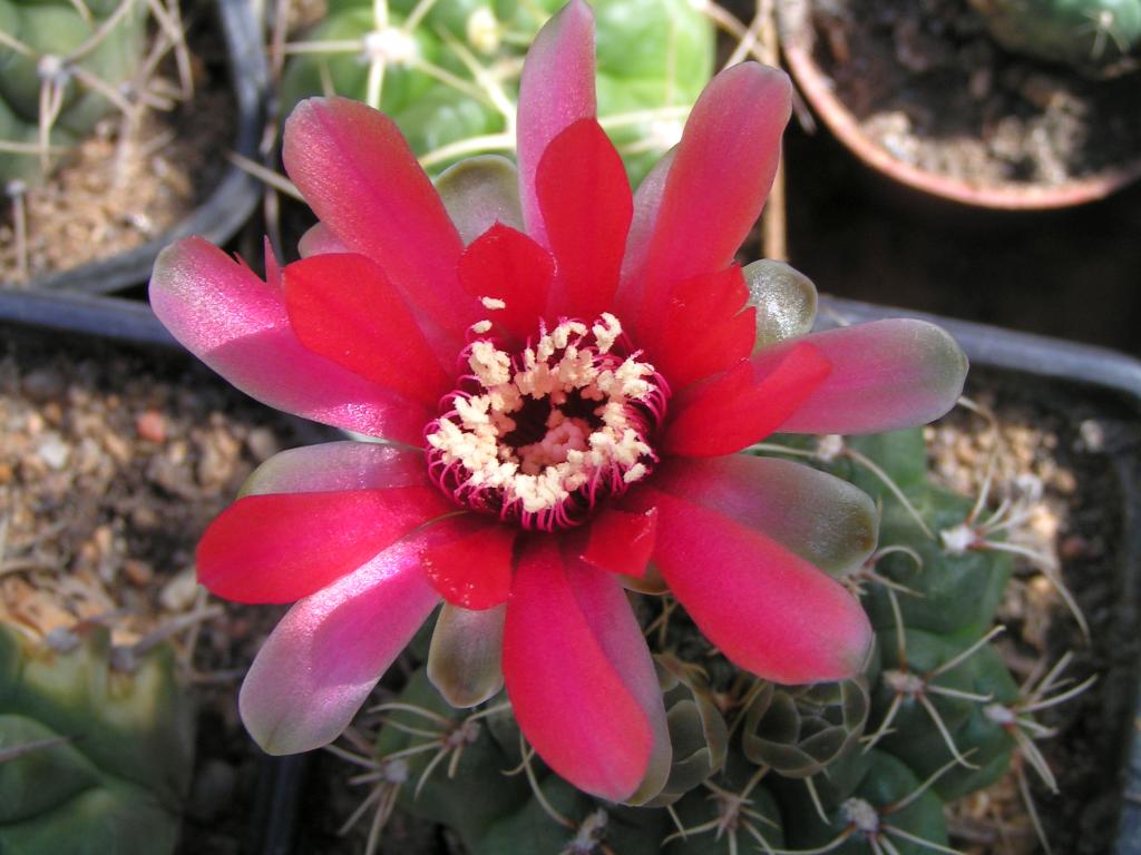 Gymnocalycium baldianum